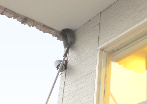 外壁や窓にあるクモの巣を除去した後薬剤でクモを寄せつけにくくします。